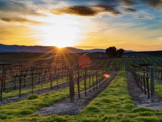 Southern California Wineries
