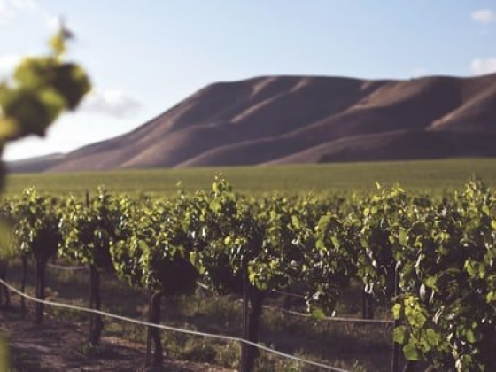 Far North California Wineries